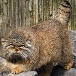 Аватар для William